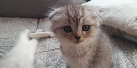 Scottish Fold-Babys suchen ein liebevolles Zuhause ansehen