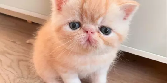 Zwei liebenswerte Exotic Shorthair Katzen suchen ein neues Zuhause! - mit Stammbaum ansehen