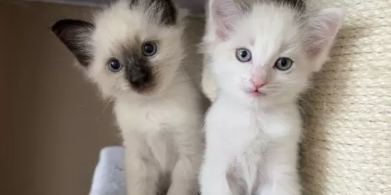 Ragdoll Kitten 2 Mädchen und 1 Junge ansehen