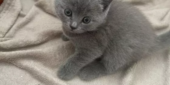 Letzter BKH Blue Kitten Kater sucht ab Mitte September neue Eltern ansehen