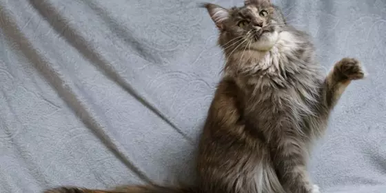 WHISKY die Maine Coon Prinzessin mit Stammbaum ansehen