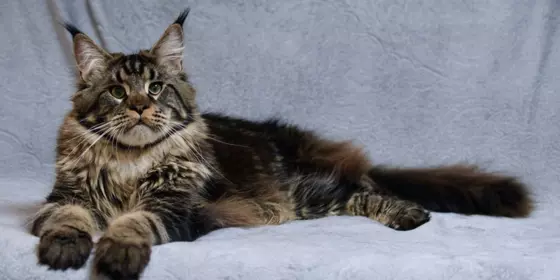 Maine Coon Kater mit Stammbaum ansehen