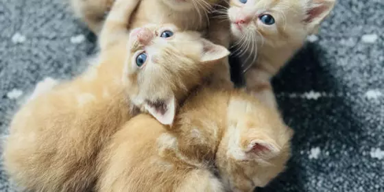 Goldige Kitten Babys  ansehen