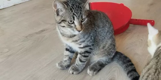 Kater-Lysator sucht neues Zuhause  ansehen