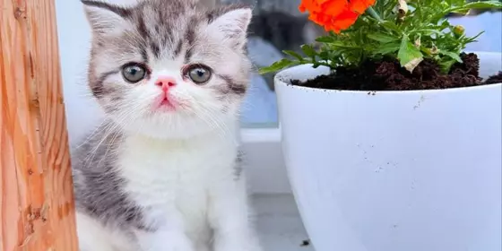 Exotic Shorthair Kitten (männlich): Fibie sucht eine neue Familie - mit Stammbaum Exotic Shorthair Kitten (männlich): Fibie sucht eine neue Familie - mit Stammbaum ansehen