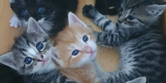 6 Heilige Birma - EKH Kitten Katzen abholbereit ansehen