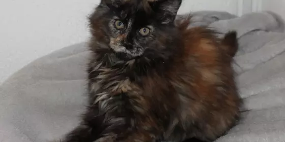 Maine Coon Kitten ansehen