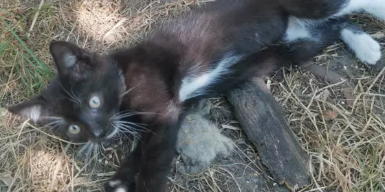 Kleine süße Kater  ansehen