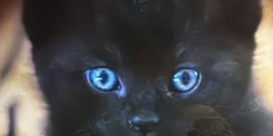 Weibliches Kitten schwarz mit blauen Augen  ansehen